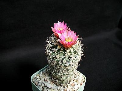 Photo Cactus 173 Flower