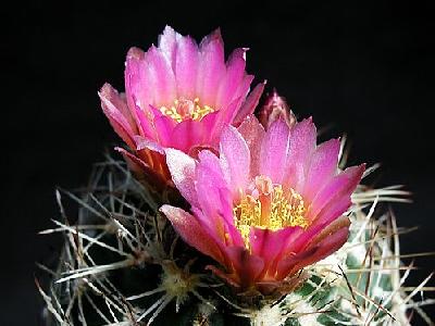 Photo Cactus 174 Flower
