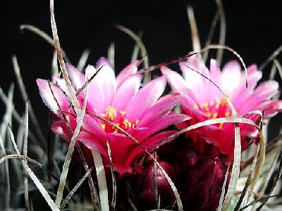 Photo Cactus 175 Flower
