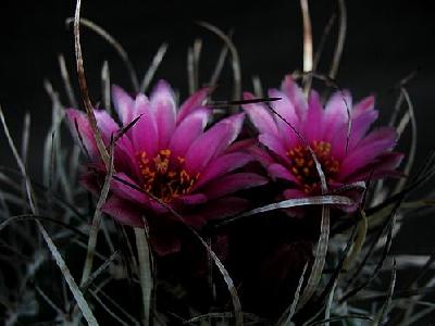 Photo Cactus 176 Flower
