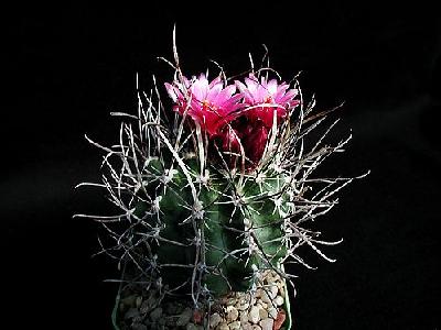Photo Cactus 177 Flower