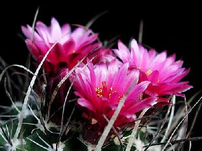 Photo Cactus 179 Flower