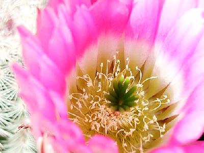 Photo Cactus 18 Flower