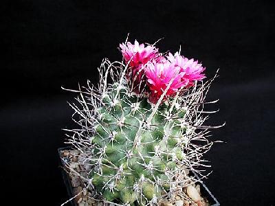 Photo Cactus 181 Flower