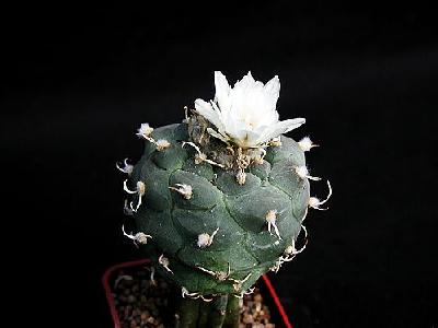 Photo Cactus 182 Flower