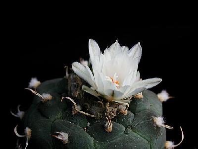 Photo Cactus 183 Flower