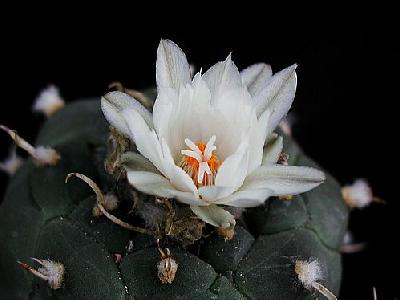 Photo Cactus 184 Flower