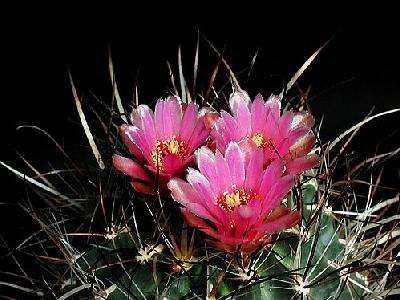 Photo Cactus 185 Flower