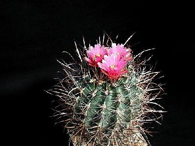 Photo Cactus 186 Flower