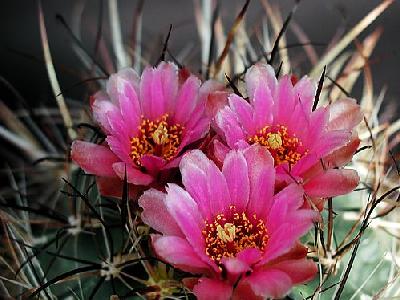 Photo Cactus 187 Flower