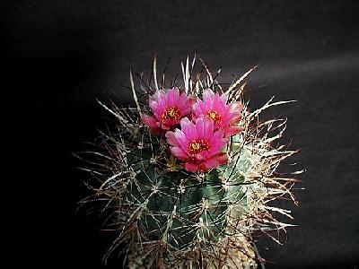 Photo Cactus 188 Flower