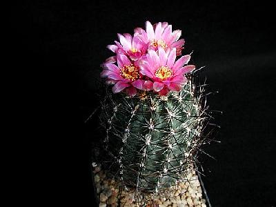 Photo Cactus 189 Flower