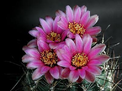 Photo Cactus 190 Flower