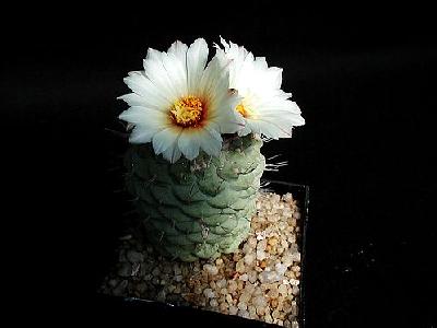 Photo Cactus 192 Flower
