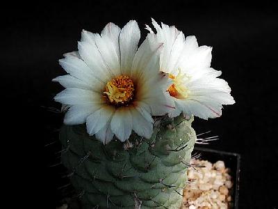 Photo Cactus 193 Flower