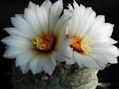Photo Cactus 194 Flower