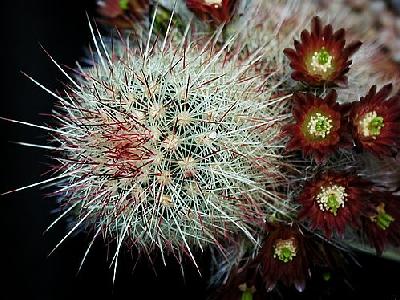 Photo Cactus 198 Flower