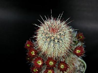 Photo Cactus 199 Flower