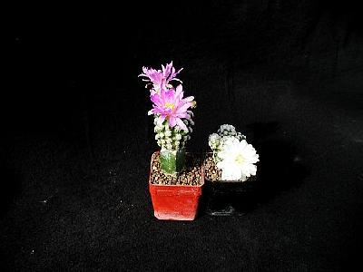 Photo Cactus 2 Flower