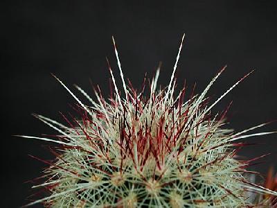 Photo Cactus 200 Flower