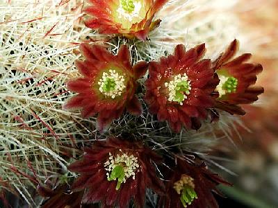 Photo Cactus 201 Flower