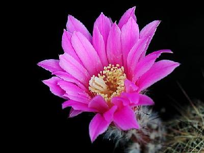 Photo Cactus 202 Flower