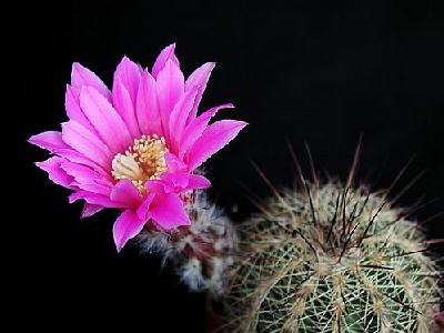 Photo Cactus 203 Flower