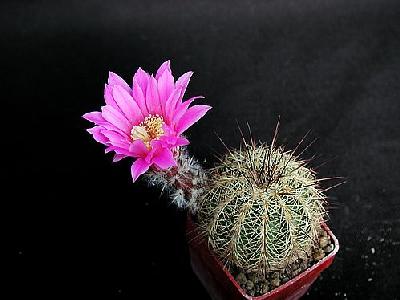 Photo Cactus 204 Flower
