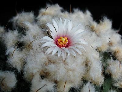 Photo Cactus 209 Flower