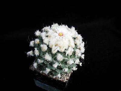 Photo Cactus 211 Flower