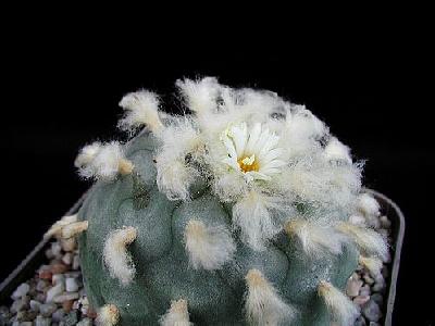 Photo Cactus 214 Flower