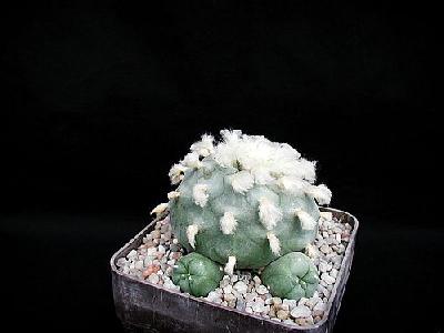Photo Cactus 216 Flower