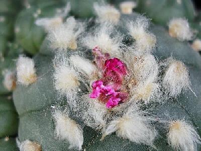 Photo Cactus 217 Flower