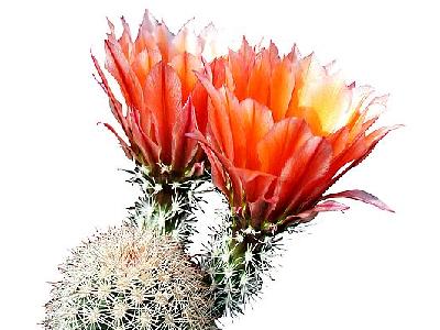 Photo Cactus 219 Flower