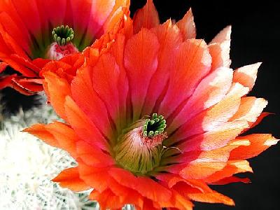 Photo Cactus 24 Flower