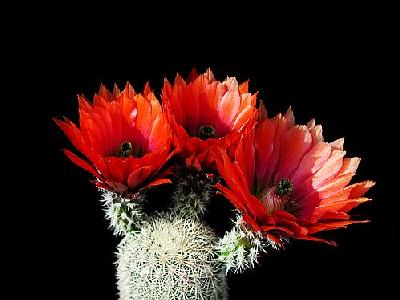Photo Cactus 27 Flower