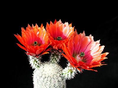 Photo Cactus 28 Flower