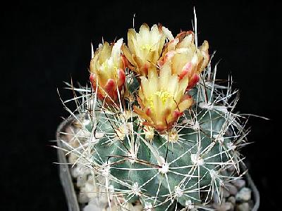 Photo Cactus 3 Flower