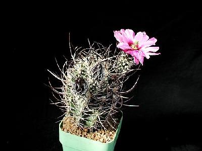 Photo Cactus 38 Flower