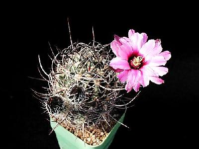 Photo Cactus 39 Flower