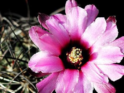 Photo Cactus 40 Flower