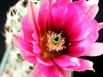 Photo Cactus 41 Flower