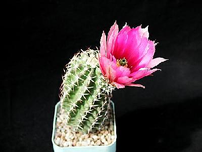 Photo Cactus 43 Flower