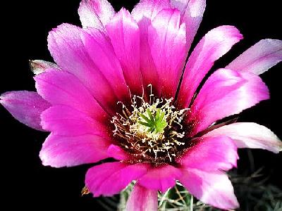 Photo Cactus 46 Flower
