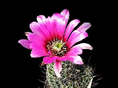 Photo Cactus 47 Flower