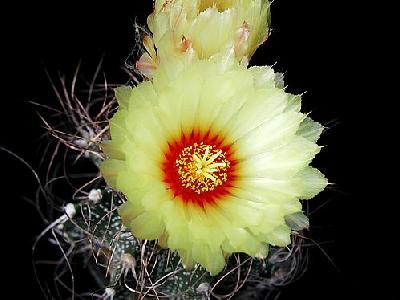 Photo Cactus 5 Flower