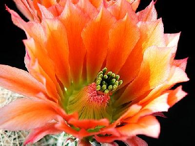 Photo Cactus 51 Flower
