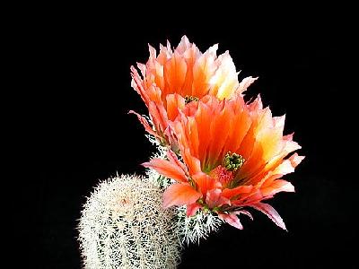 Photo Cactus 52 Flower