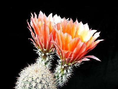Photo Cactus 54 Flower
