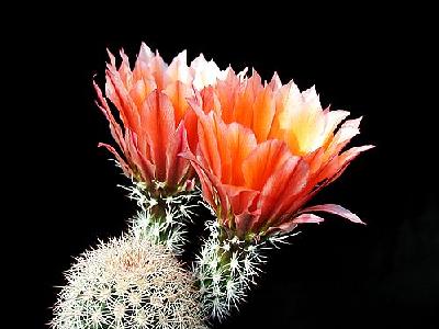 Photo Cactus 55 Flower